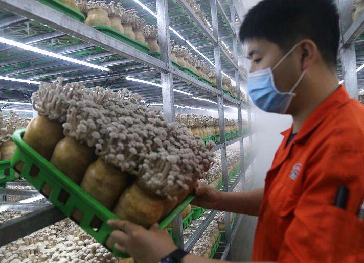 河北临西：跑出现代农业“加速度”