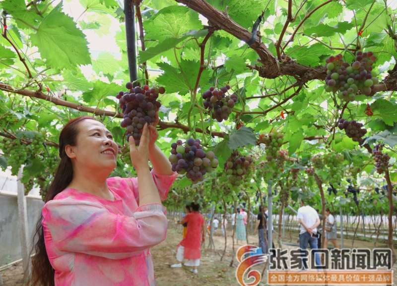 又是一年丰收季 怀来县葡萄园里采摘忙