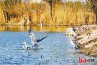 衡水湖：一湖碧水 万鸟越冬