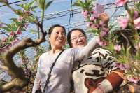迁西：新年到 桃花俏