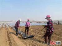 三河：“小生菜”变成兴农富民产业