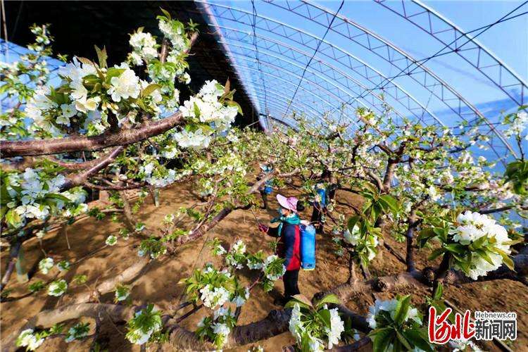 香河：现代农业樱桃种植助力乡村振兴