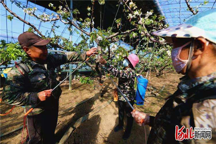 香河：现代农业樱桃种植助力乡村振兴