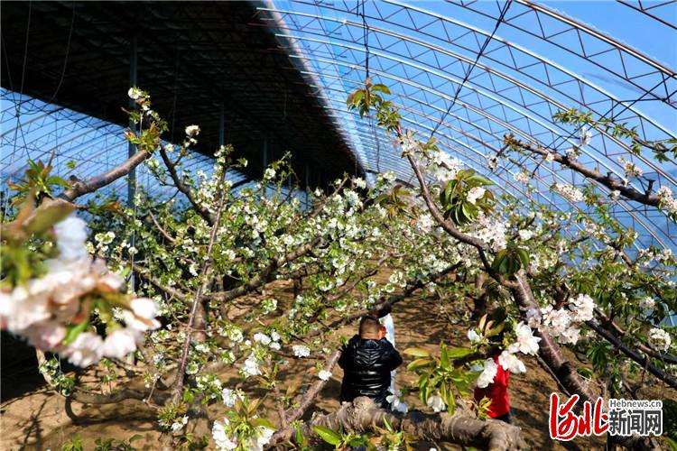 香河：现代农业樱桃种植助力乡村振兴