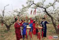 河北威县邀您“云游”梨花海