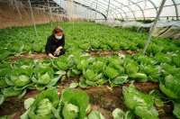 河北邢台：特色种植助农增收