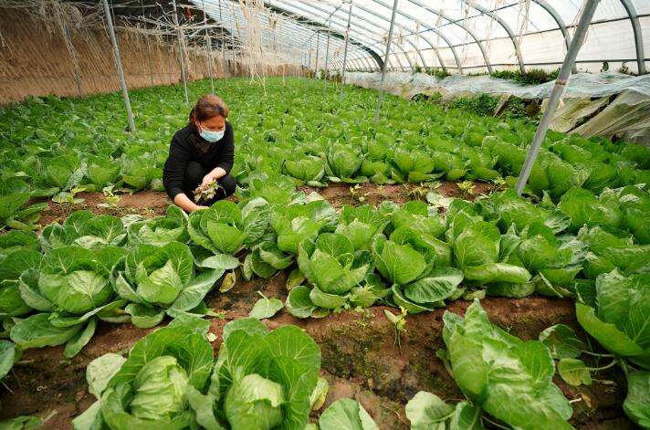 河北邢台：特色种植助农增收