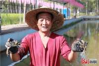 河北涿州稻蟹共生双丰收