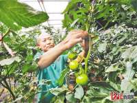 秦皇岛抚宁区：“公司+农户”，农民致了富