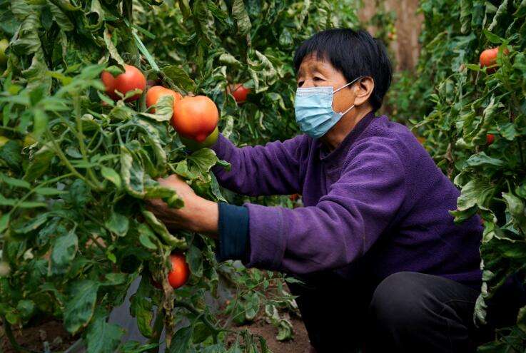 河北邢台：特色种植助农增收