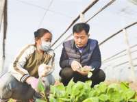 永清6万余亩早春蔬菜生产忙