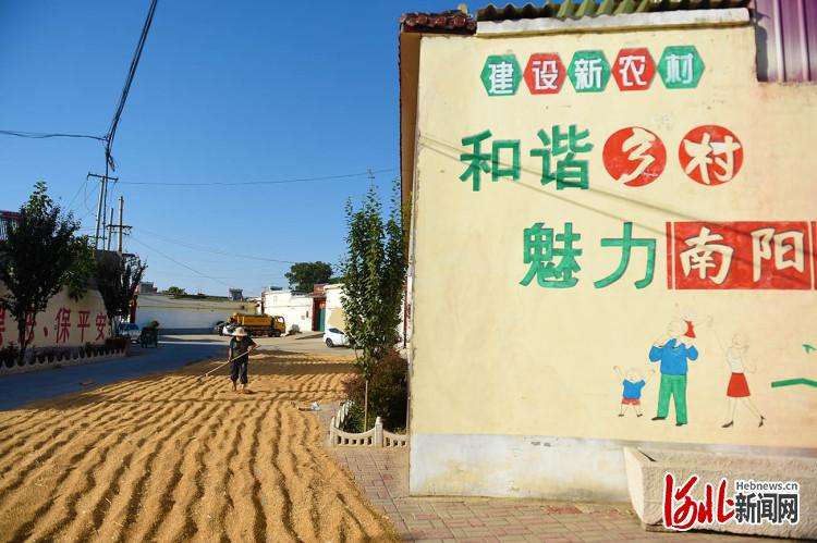 河北邢台：小麦丰收开镰