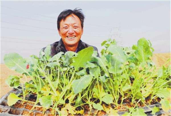 临西调优结构 力促农业增效