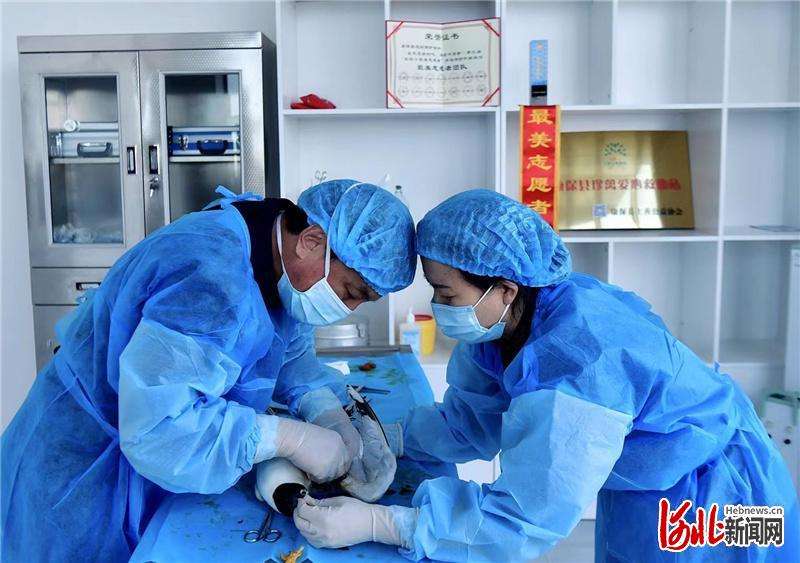 河北康保：10只伤愈遗鸥放归自然