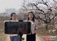 河北巨鹿：万亩杏花“云上”开