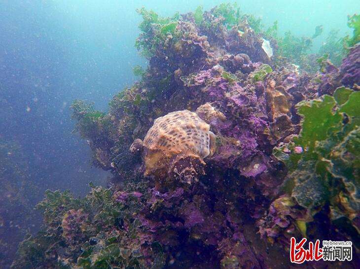 河北唐山海洋牧场：让“海底荒漠”变“绿洲”
