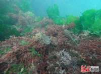 河北唐山海洋牧场：让“海底荒漠”变“绿洲”