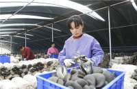 河北南和：设施农业助农增收