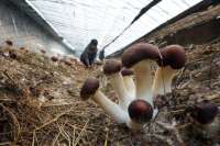 河北新河：特色食用菌种植富农家