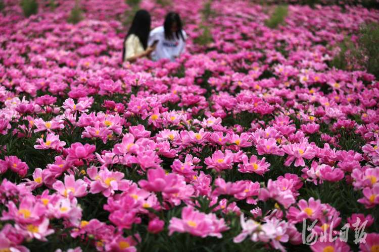 按图索冀｜芍药花开香四溢
