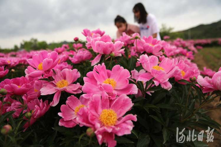 按图索冀｜芍药花开香四溢
