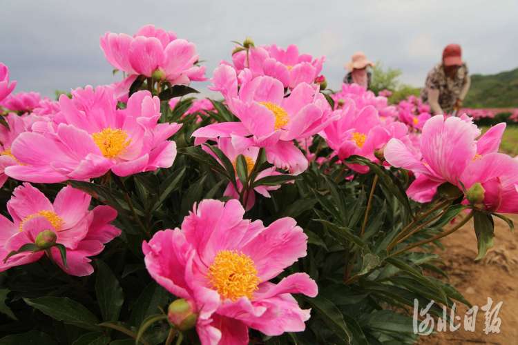 按图索冀｜芍药花开香四溢