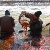 三河：“小金鱼”破冰“游”出致富路