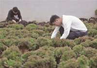 唐山市丰南区力发展特色种植业