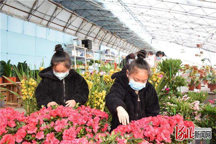 河北三河：鲜花“小产业”拓宽致富路