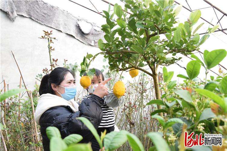 河北三河：鲜花“小产业”拓宽致富路