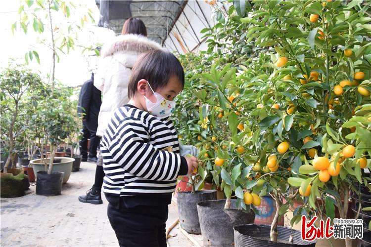 河北三河：鲜花“小产业”拓宽致富路