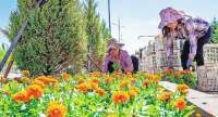 栽花种草靓城区