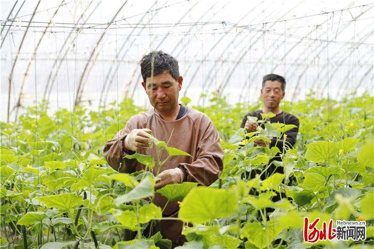 固安：人勤春早农事忙