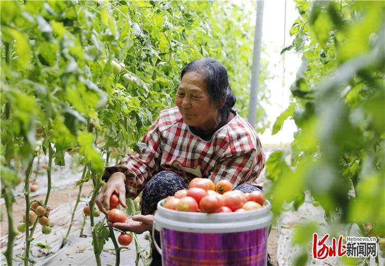 固安：人勤春早农事忙