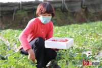 河北沙河市：草莓采摘，喜迎新春