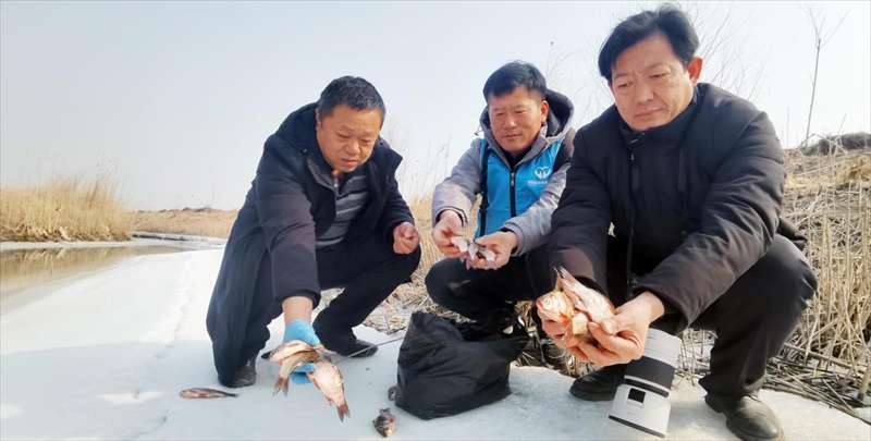 雄安新区：爱鸟志愿者新春救护滞留候鸟