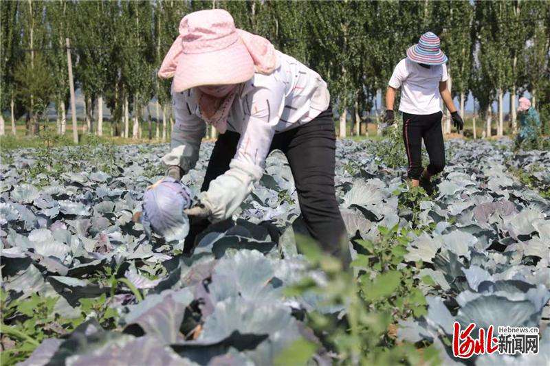 河北张家口：蔬菜产业联盟助力 乡村振兴