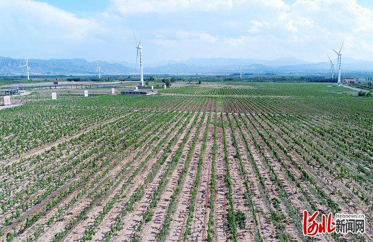河北怀来：12万亩葡萄长势喜人