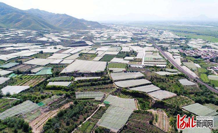 河北怀来：12万亩葡萄长势喜人
