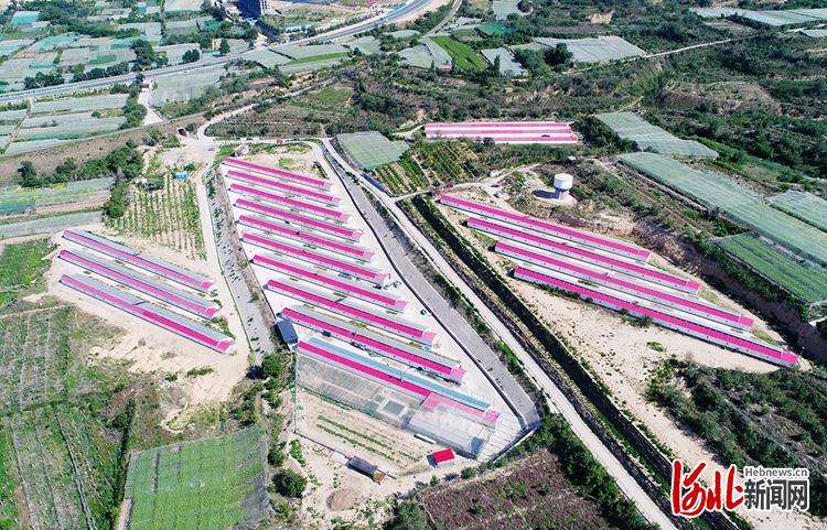 河北怀来：12万亩葡萄长势喜人