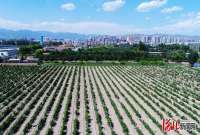 河北怀来：12万亩葡萄长势喜人