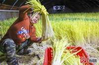 河北迁西：蒜黄种植 助农增收