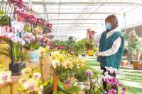 厂：春节花卉销售热