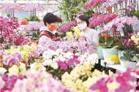 廊坊：鲜花俏销 喜迎春节