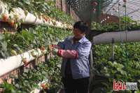 唐山丰南：草莓红了 农民富了