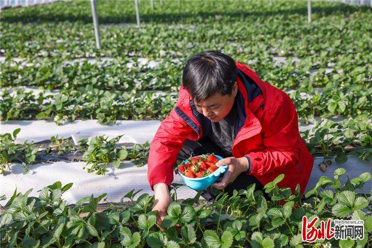 河北迁西：冬日草莓红