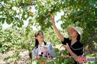 河北巨鹿：红杏丰收