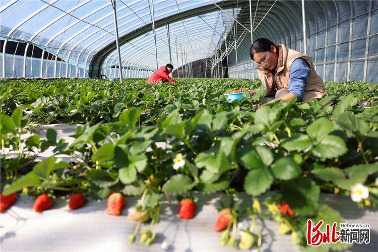 河北迁西：冬日草莓红