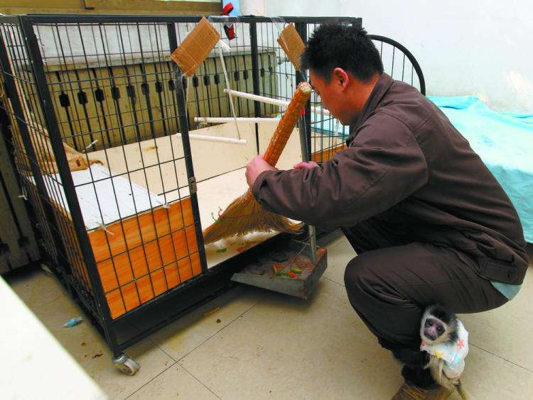 石家庄动物园里的“超级奶爸”