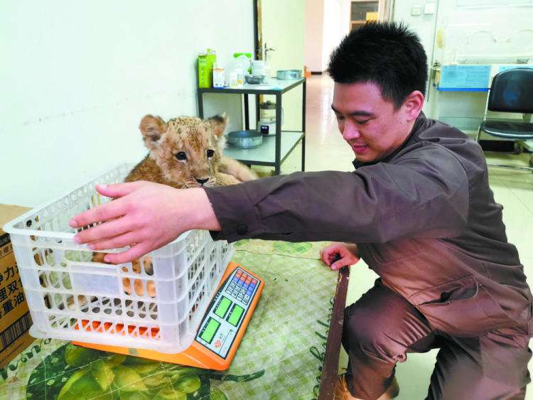 石家庄动物园里的“超级奶爸”
